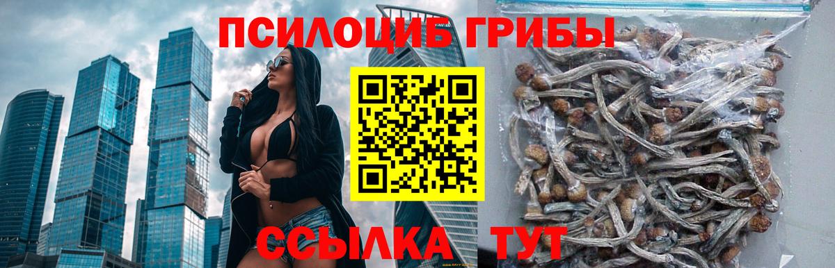 Псилоцибиновые грибы Psilocybe Костомукша